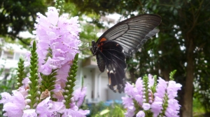 花から花へ