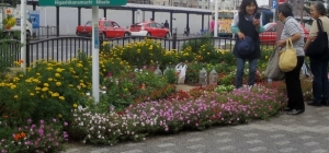 金町駅南口の花壇