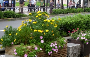 金町駅南口の、もう一つの花壇