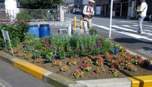 花壇コンクール調査の日