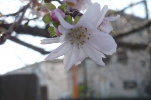 秋から咲き始める桜