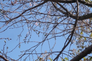 空の青と桜色の気配