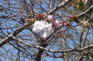桜つぼみの桜色