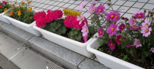 金町駅南口の、もう一つの花壇