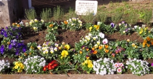 区役所のバス停の花壇 その1