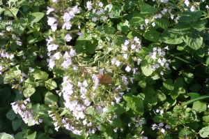 ミントの香りとその花