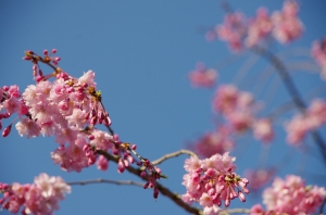 枝垂桜 金蓮院１