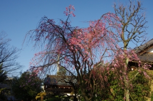 枝垂桜 金蓮院２