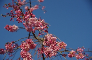 枝垂桜 金蓮院３