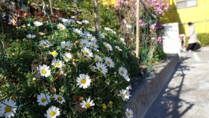 花が絶えない公園