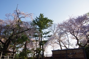 枝垂桜 水元香取神社