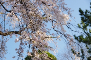 枝垂桜 水元香取神社