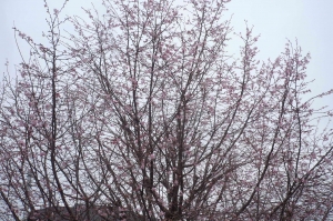 桜咲いて、そして華やかに(2)
