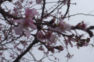 桜咲いて２０１７年