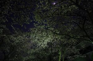 特集 夜桜２