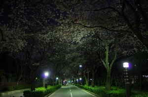 特集 夜桜４