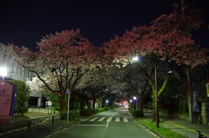 特集 夜桜３