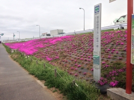 江戸川堤の芝桜