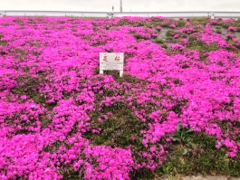 江戸川堤の芝桜