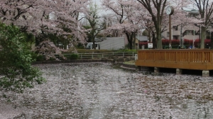 金町公園のさくら