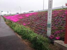 江戸川堤の芝桜