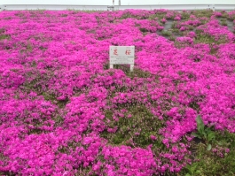 江戸川堤の芝桜