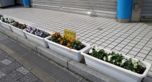 金町駅南口の、もう一つの花壇