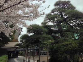 柴又帝釈天のソメイヨシノと瑞龍の松