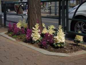 街並みに合わせて植えられています