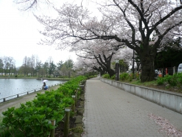 紫陽花も出番を待ってます♪