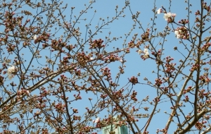 柴又公園の桜