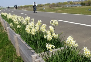 江戸川堤防の水仙