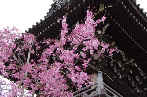 柴又帝釈天の枝垂桜１