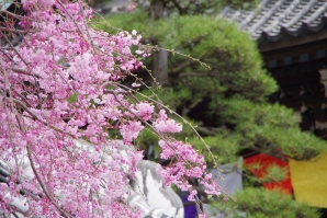 柴又帝釈天の枝垂桜２