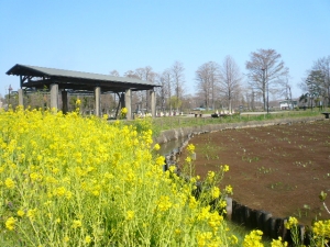 菜の花の向こうに・・・