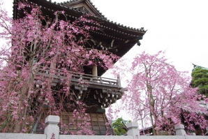 柴又帝釈天の枝垂桜３