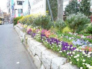 金町駅北口の花満開