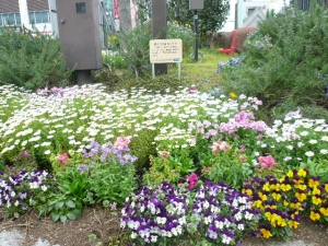 金町駅北口の花満開