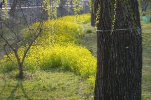 黄金に染まるナノ花畑