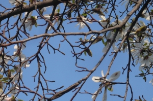 春一番の白い花は大木に