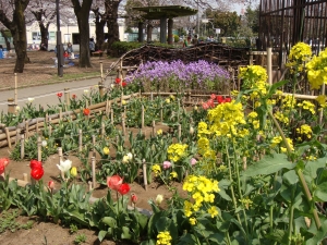 秋に植えたチューリップや草花が花壇を賑やかにし始めました。