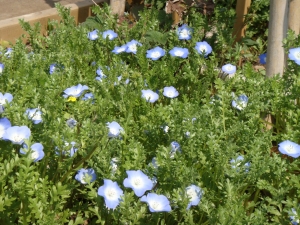 ブルーの花が目立ちます。