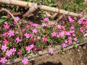 つるこう桜 知っています？