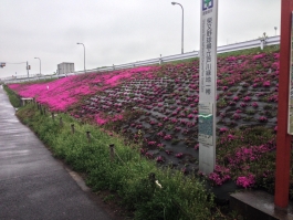 江戸川堤の芝桜