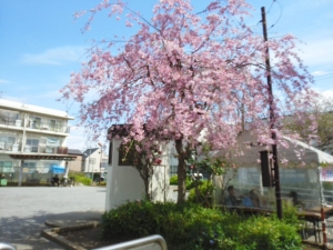 枝垂れ桜