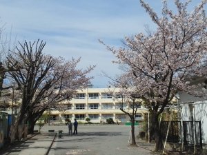 桜