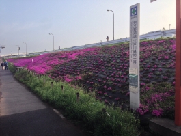 江戸川堤の芝桜