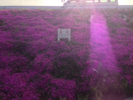 江戸川堤の芝桜