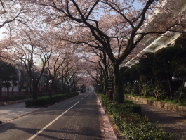 立石さくら通りの桜吹雪…