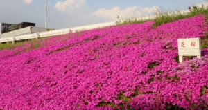 江戸川堤防の芝桜